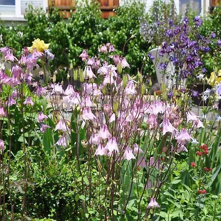 Monkey Brienz (Bern)