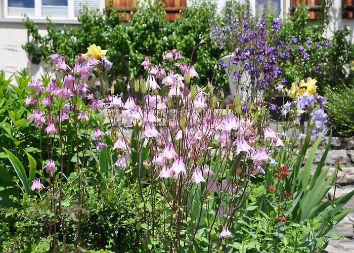 Monkey Brienz (Bern)